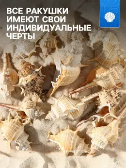 Набор ракушек мурекс трапа, 100 г
