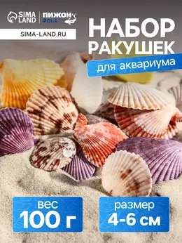 Набор ракушек пектен вексиллум средние, 4 - 6 см, 100 г Набор ракушек пектен вексиллум средние, 4 - 6 см, 100 г