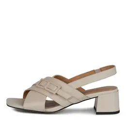 SALAMANDER SALAMANDER