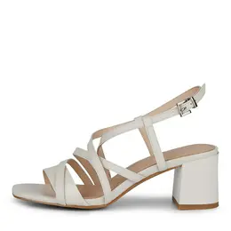 SALAMANDER SALAMANDER