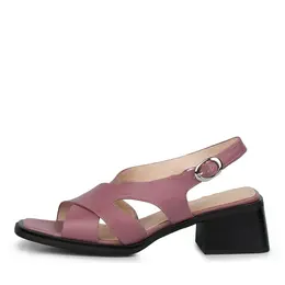 SALAMANDER SALAMANDER